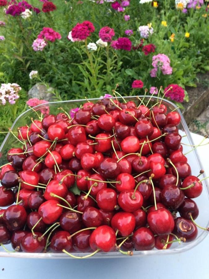 Entre Canal Et Vignes Bed & Breakfast Escolives-Sainte-Camille Dış mekan fotoğraf